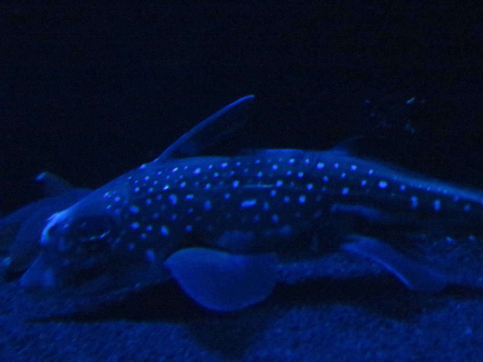 Chimaera