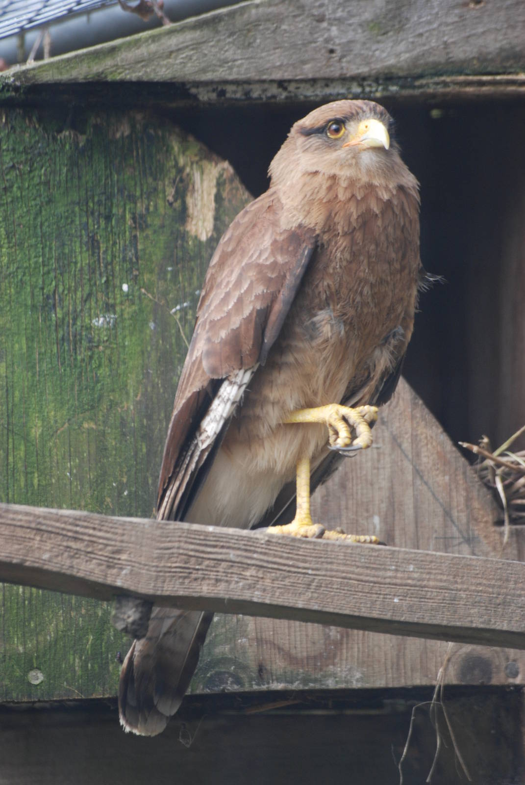 Chimango Caracara at Cotswold Falconry 05/03/11