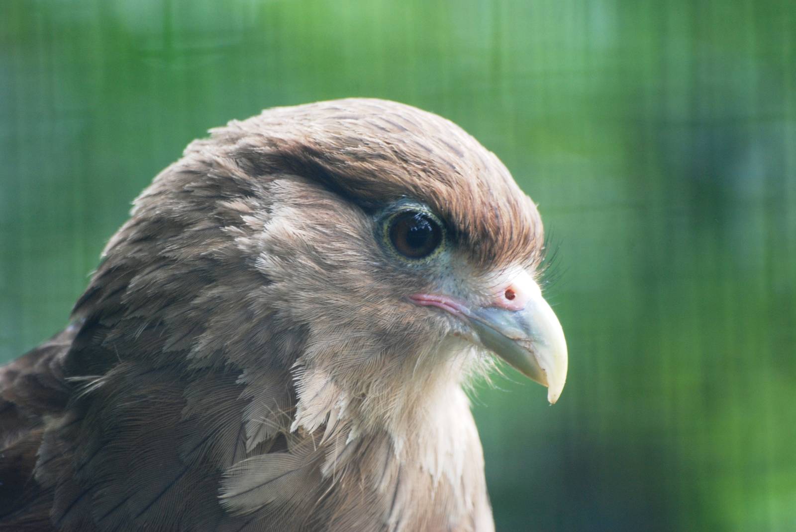 Chimango Caracara at Cotswold Falconry Centre, 13/09/13