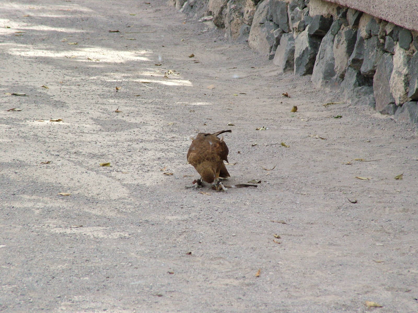 Chimango Caracara: Bird Show at Jungle Park (Las Aguilas), 13/11/10
