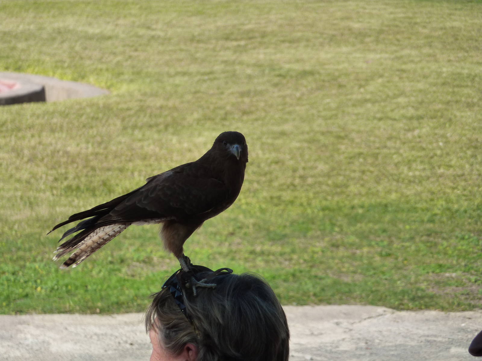 Chimango caracara in show, December 2012.