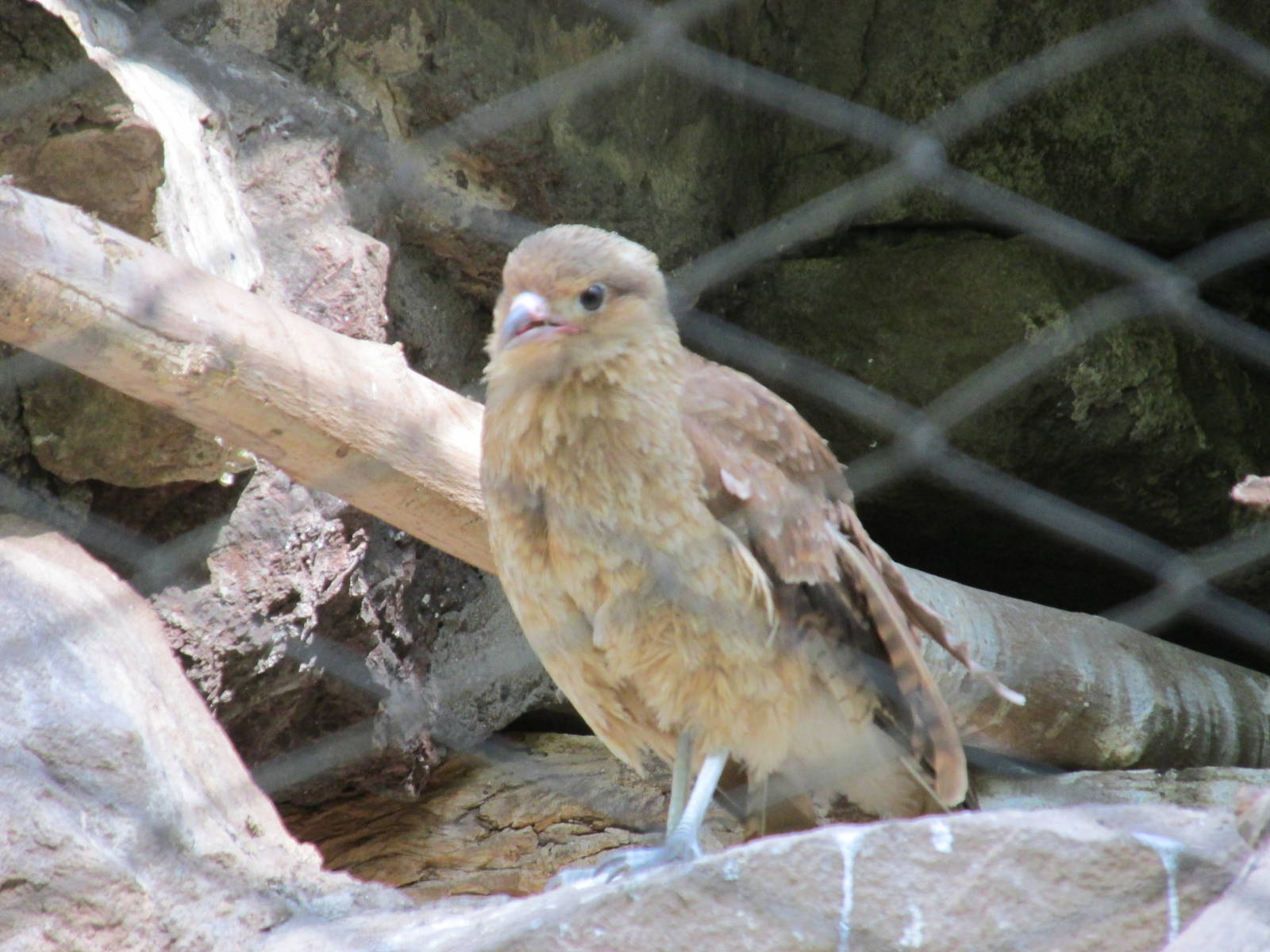 chimango caracara Mendoza zoo