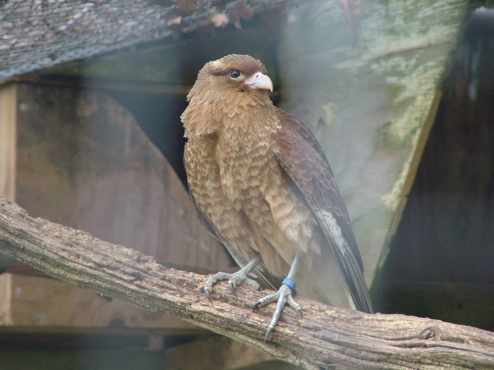 Chimango Caracara (Milvago chimango) at Cotswold Falconry Centre