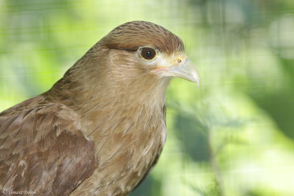 Chimango Caracara (Milvago chimango)