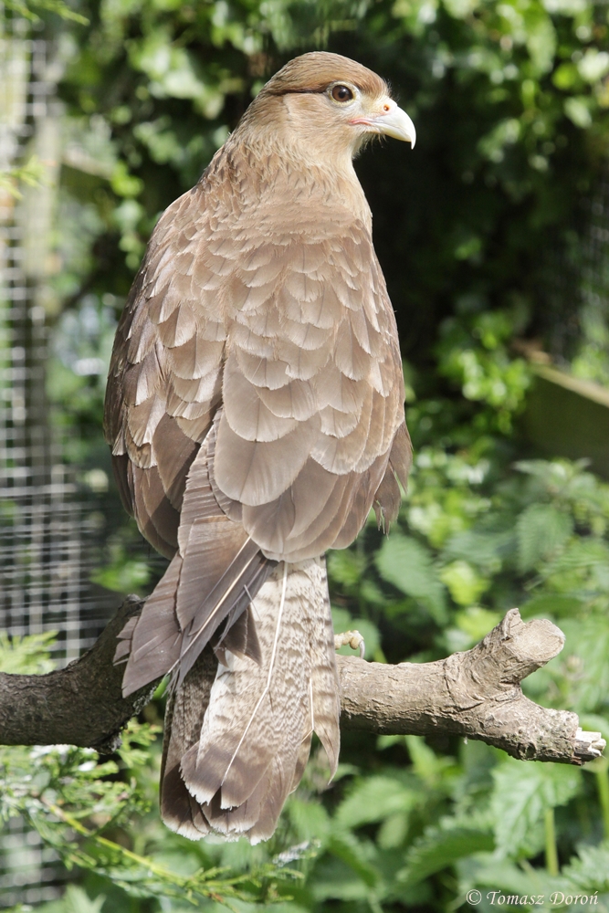 Chimango Caracara (Milvago chimango)