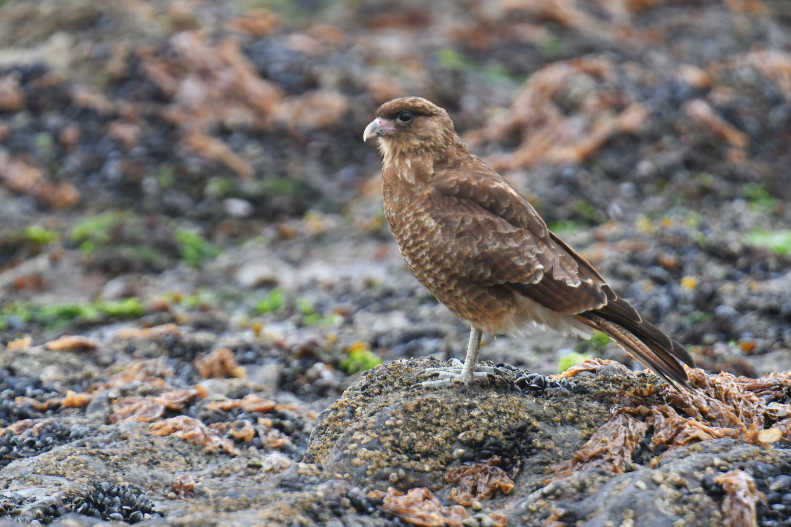 Chimango Caracara Milvago chimango
