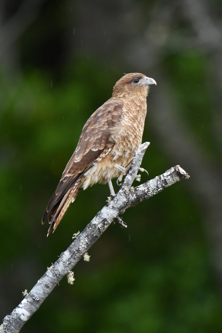 Chimango Caracara Milvago chimango