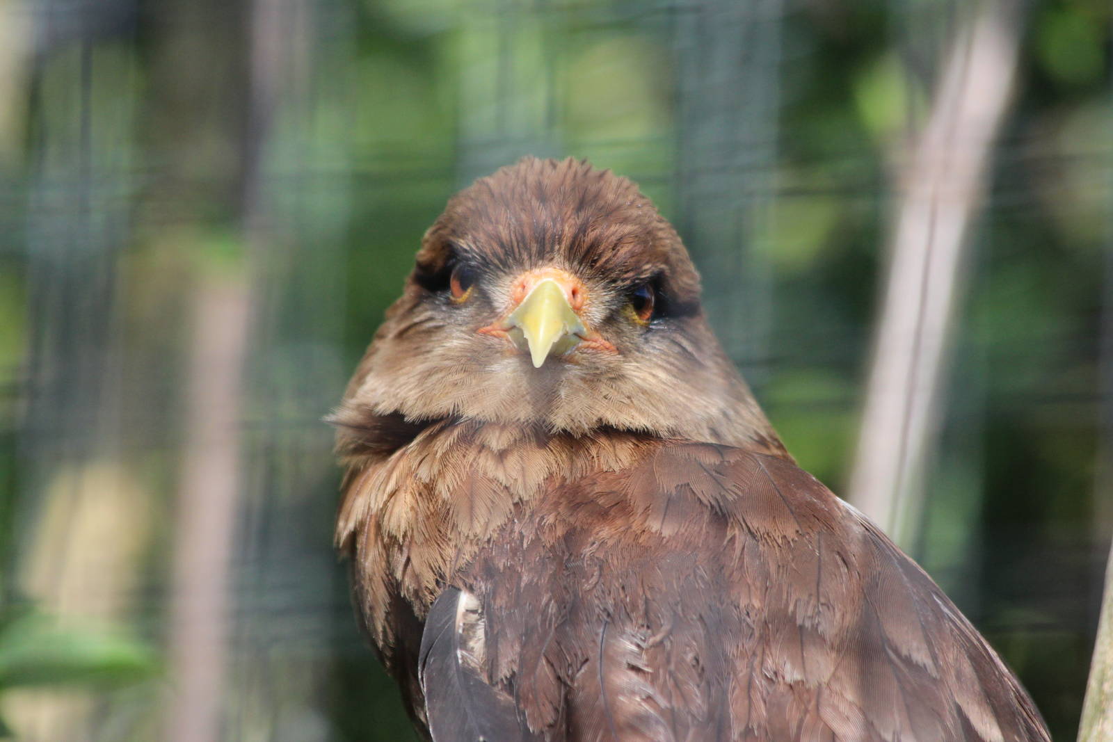 Chimango Caracara