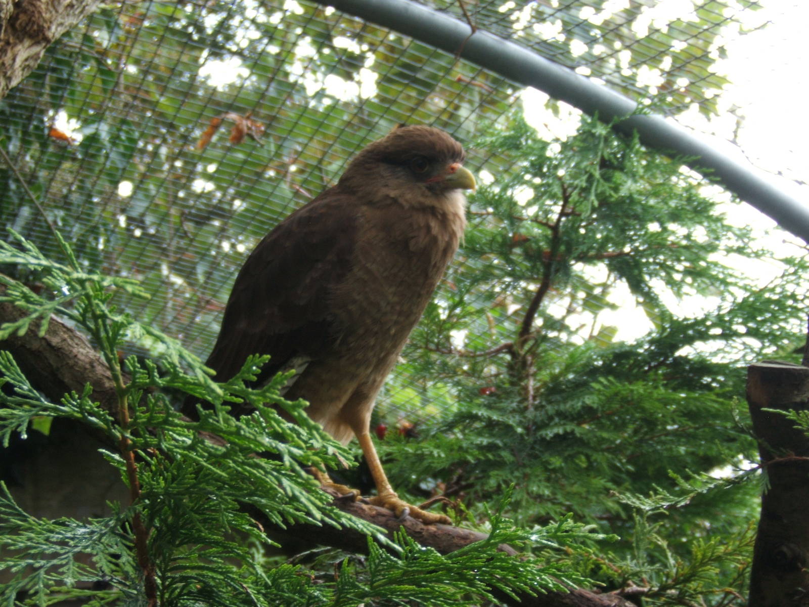 Chimango Caracara
