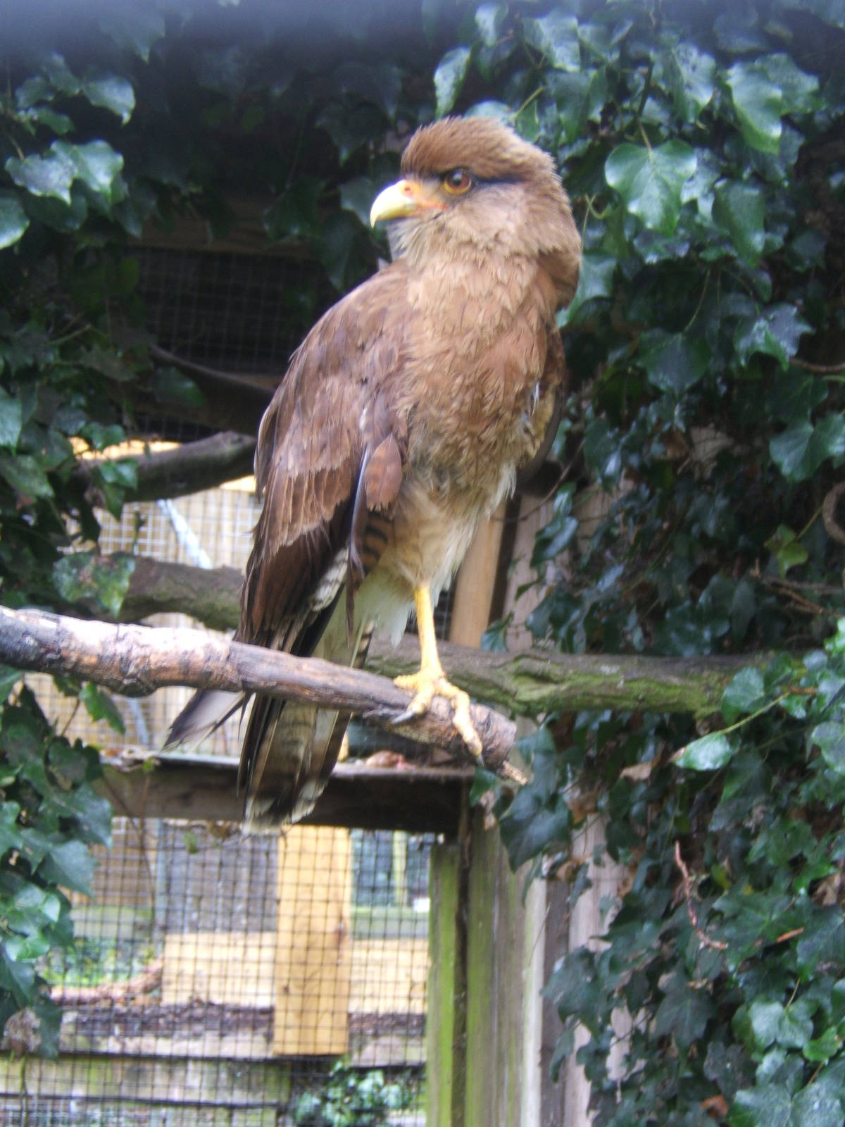 Chimango Caracara