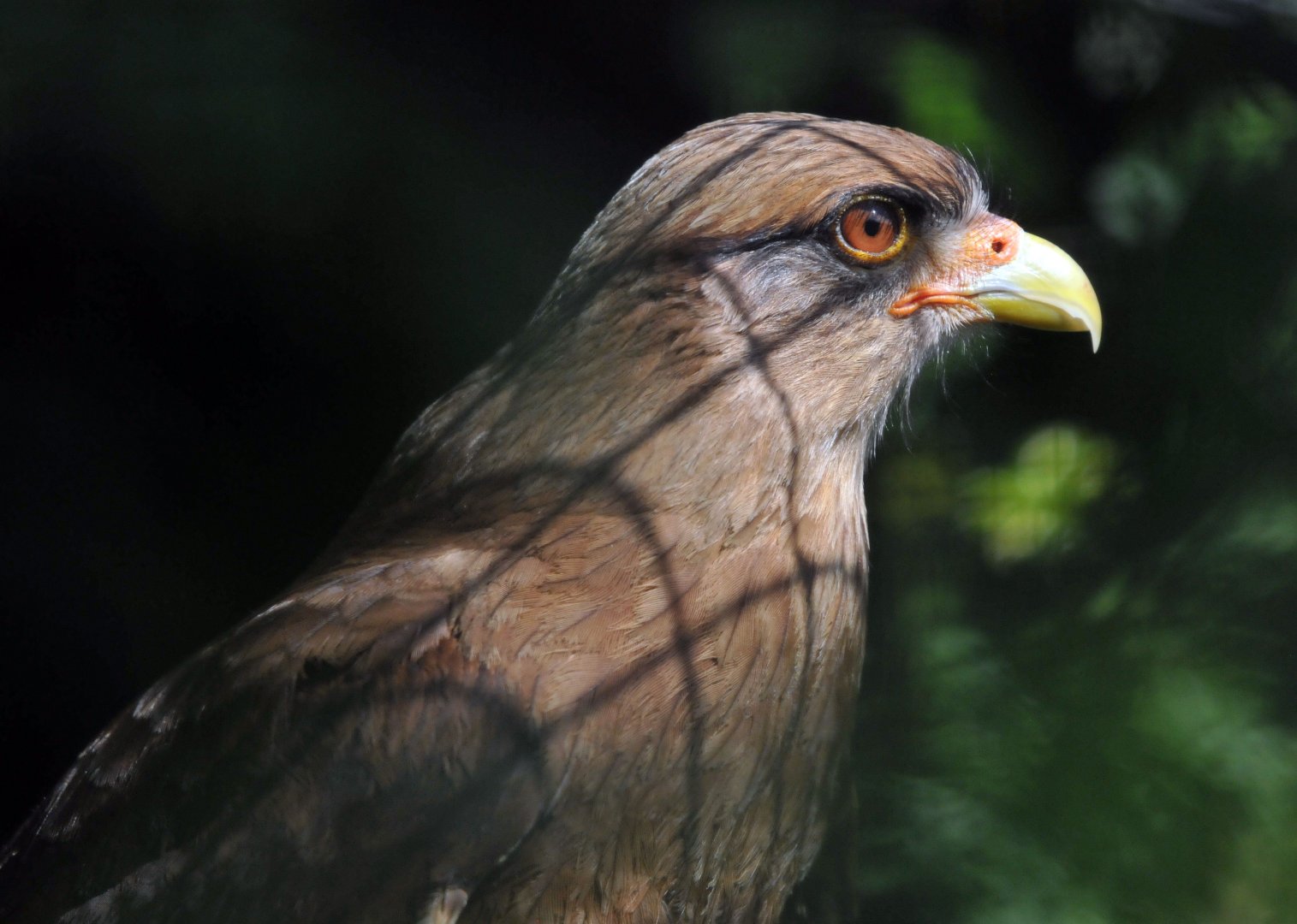 Chimango Caracara