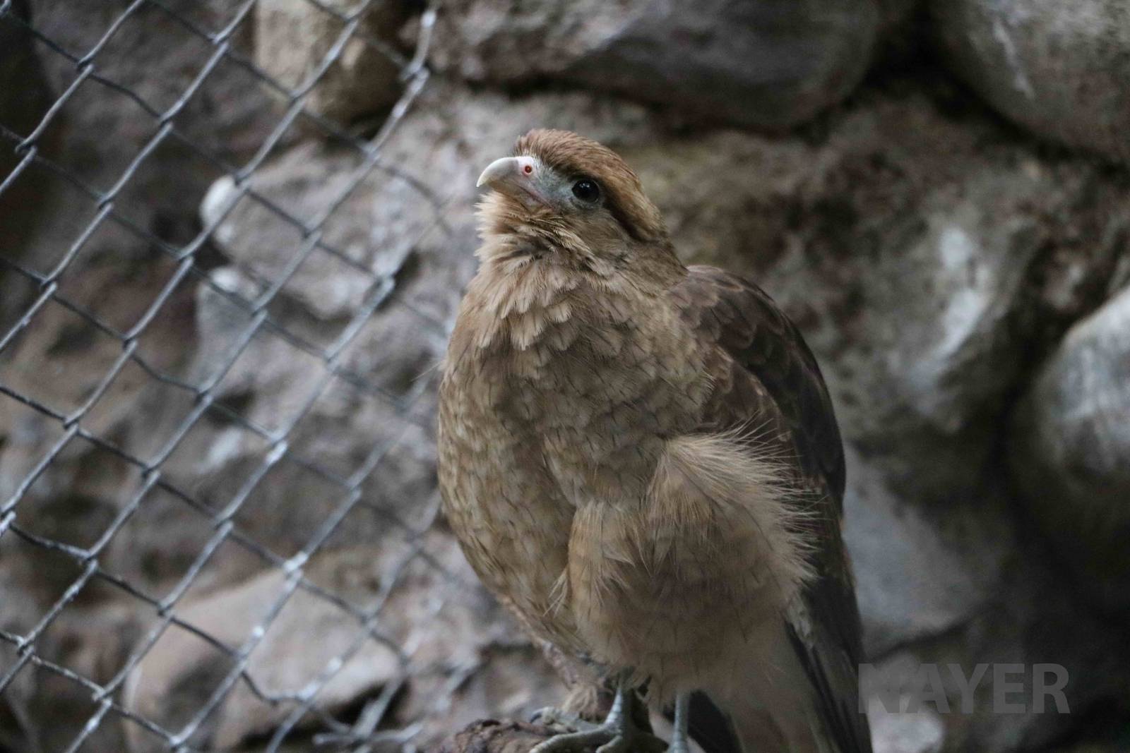 Chimango - Mendoza Zoo, April 2016