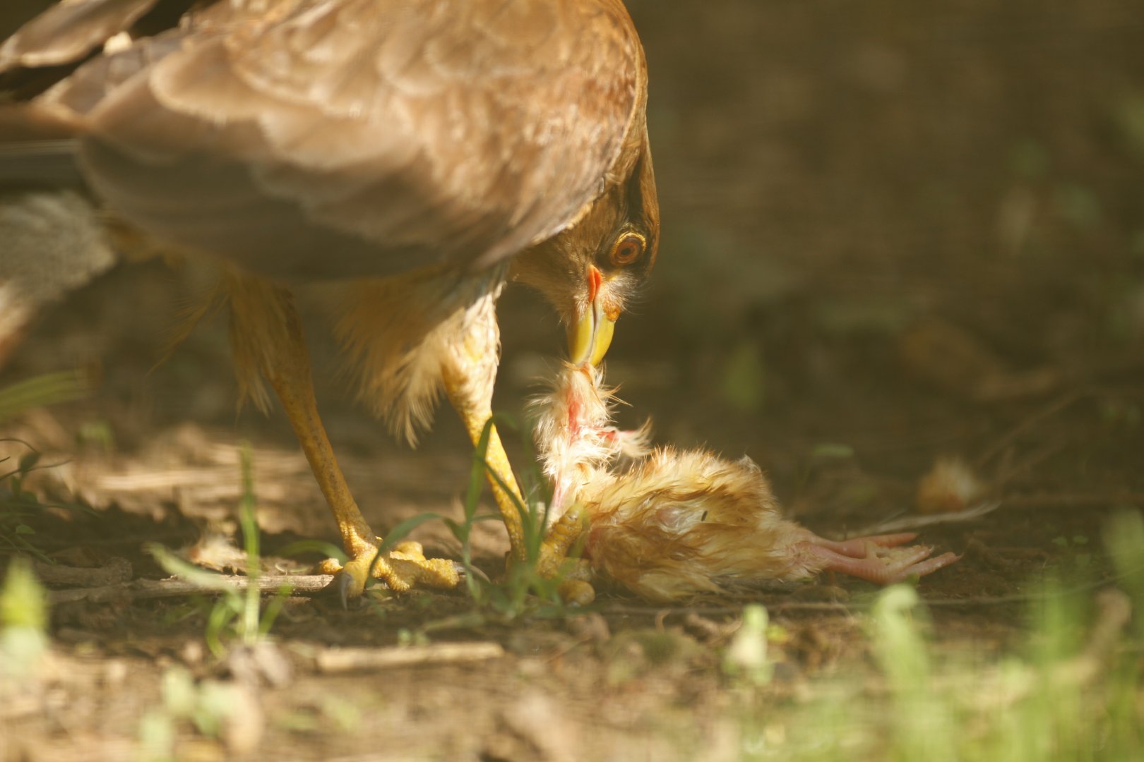 Chimango (Milvago chimango)