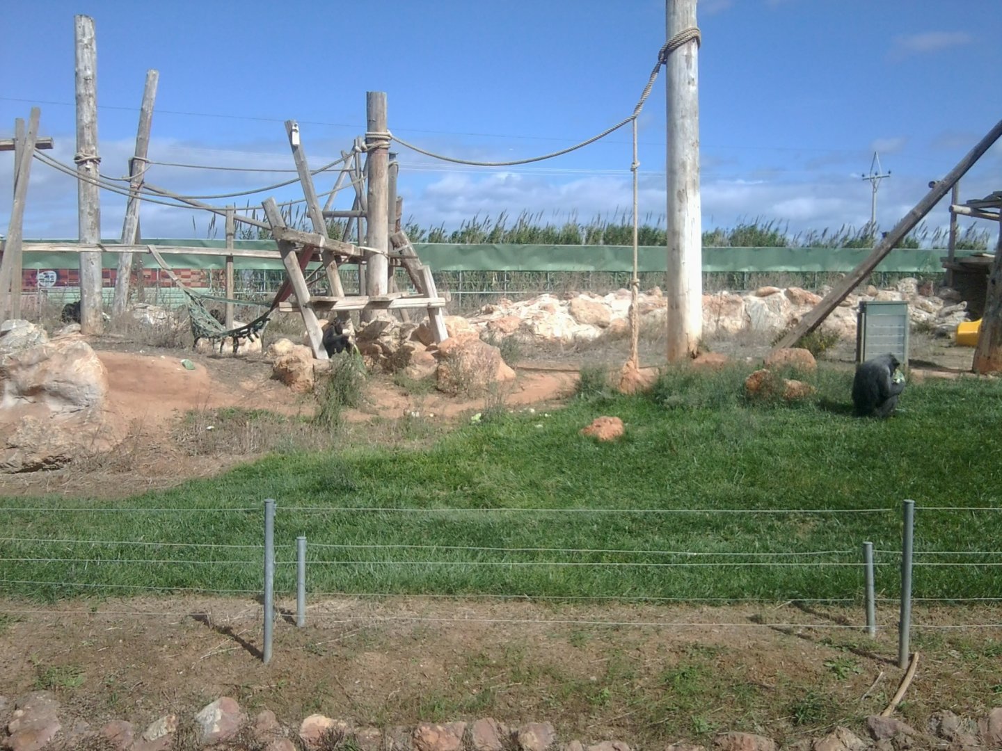 Chimapnzees & enclosure