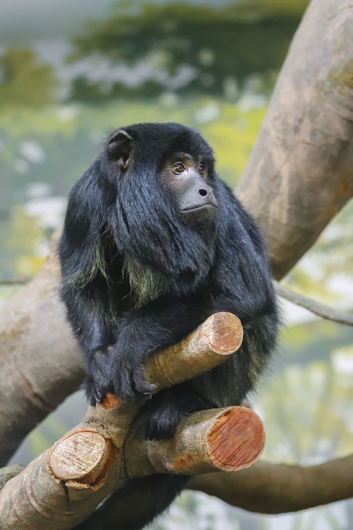Chimelong Forest Kingdom - Black howler