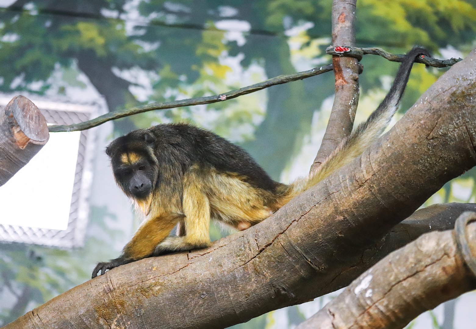 Chimelong Forest Kingdom - Black howler