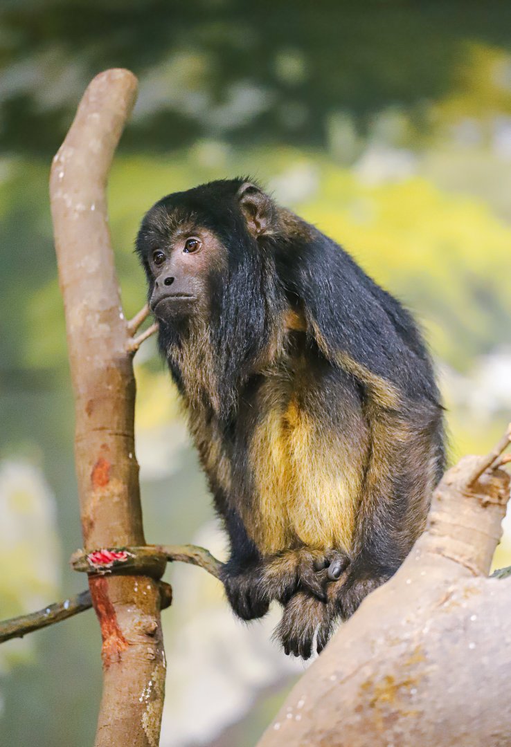 Chimelong Forest Kingdom - Black howler