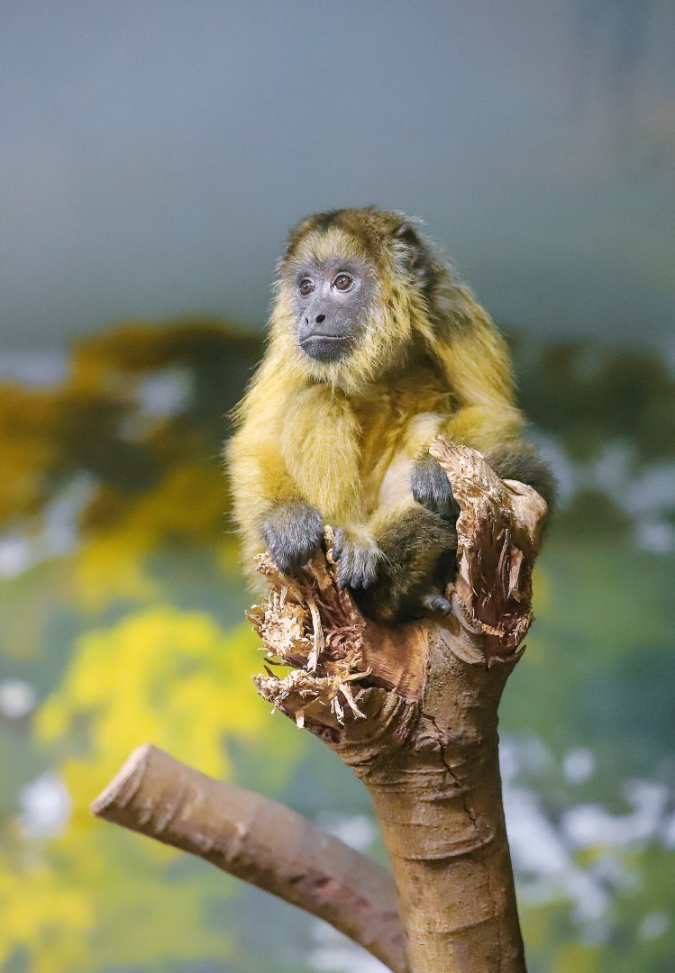 Chimelong Forest Kingdom - Black howler