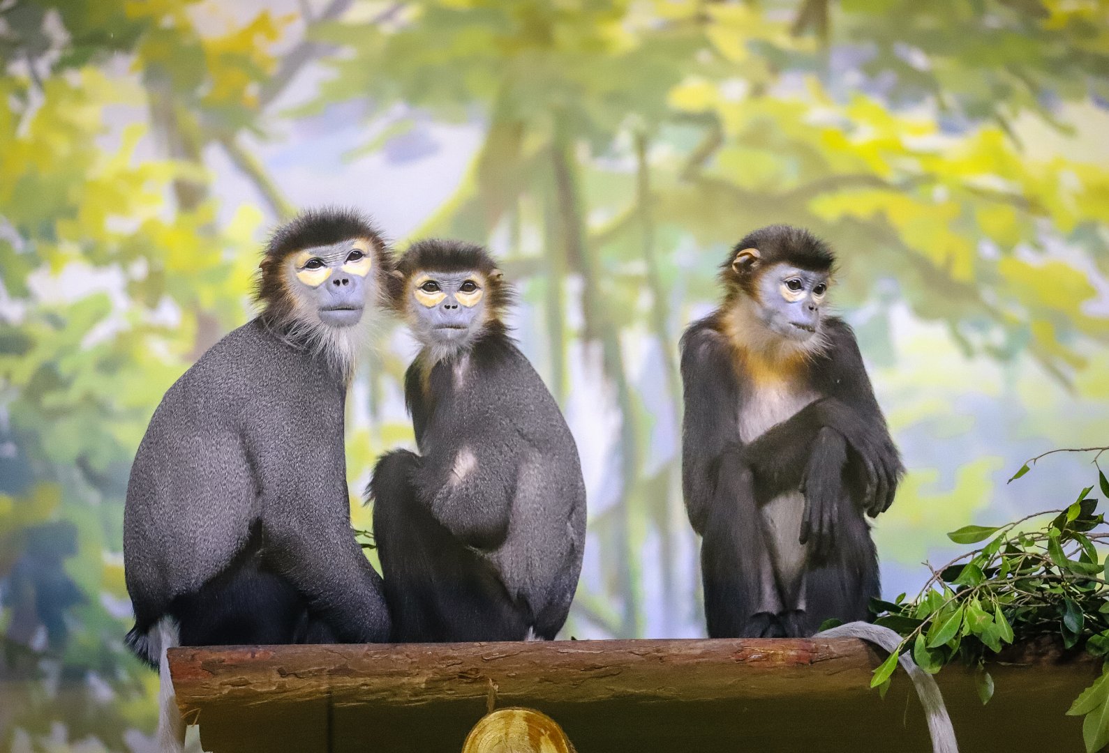 Chimelong Forest Kingdom - Black-shanked douc