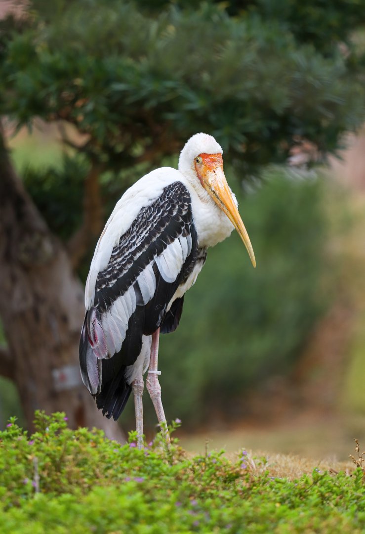 Chimelong Forest Kingdom - Painted stork