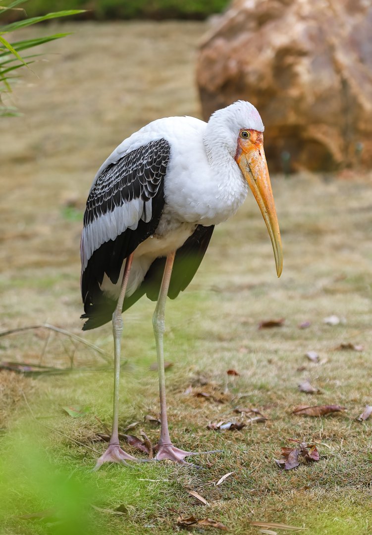 Chimelong Forest Kingdom - Painted stork