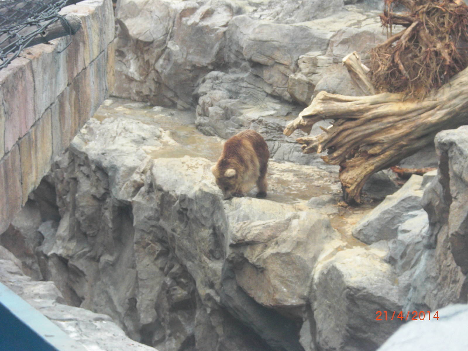 chimelong ocean world brown bear