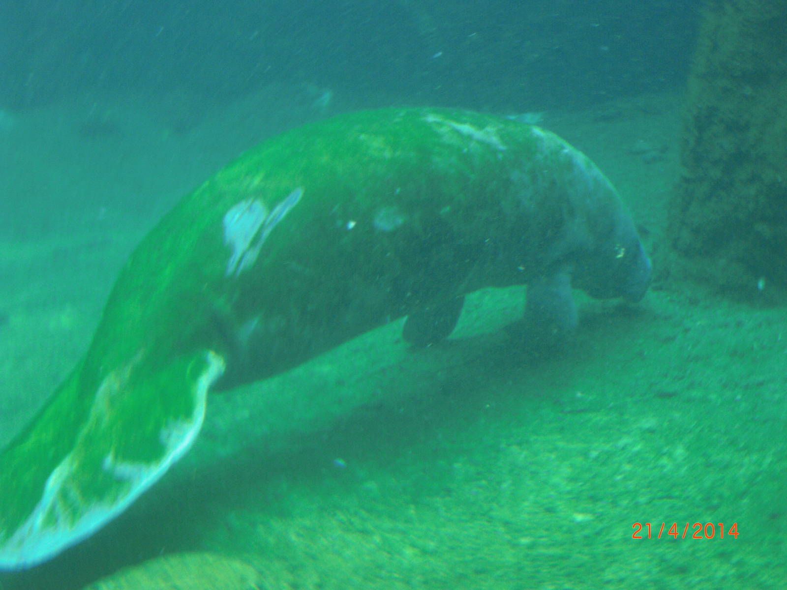 Chimelong Ocean world-froget manatee supspecies