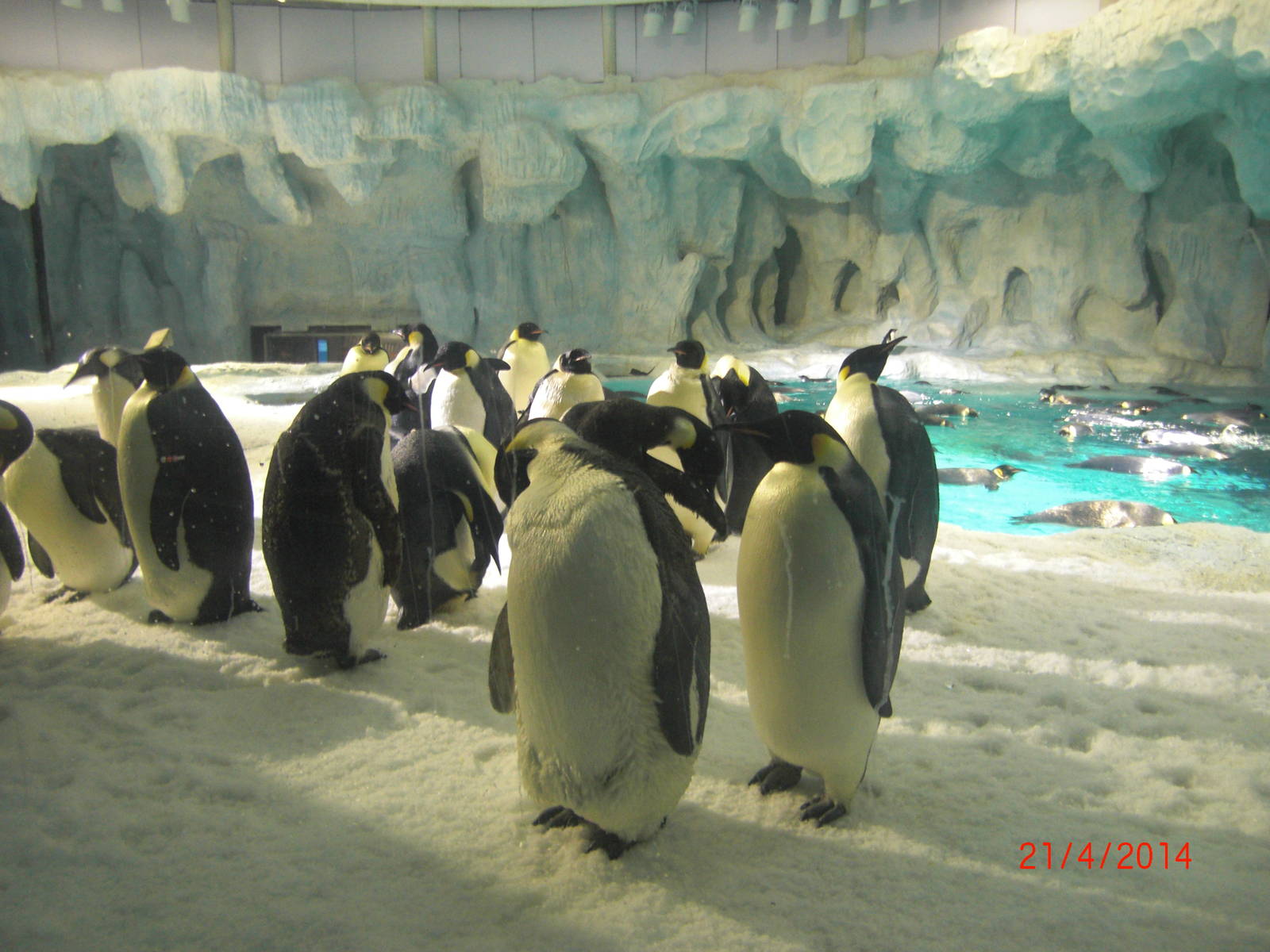 chimelong ocean world penguin