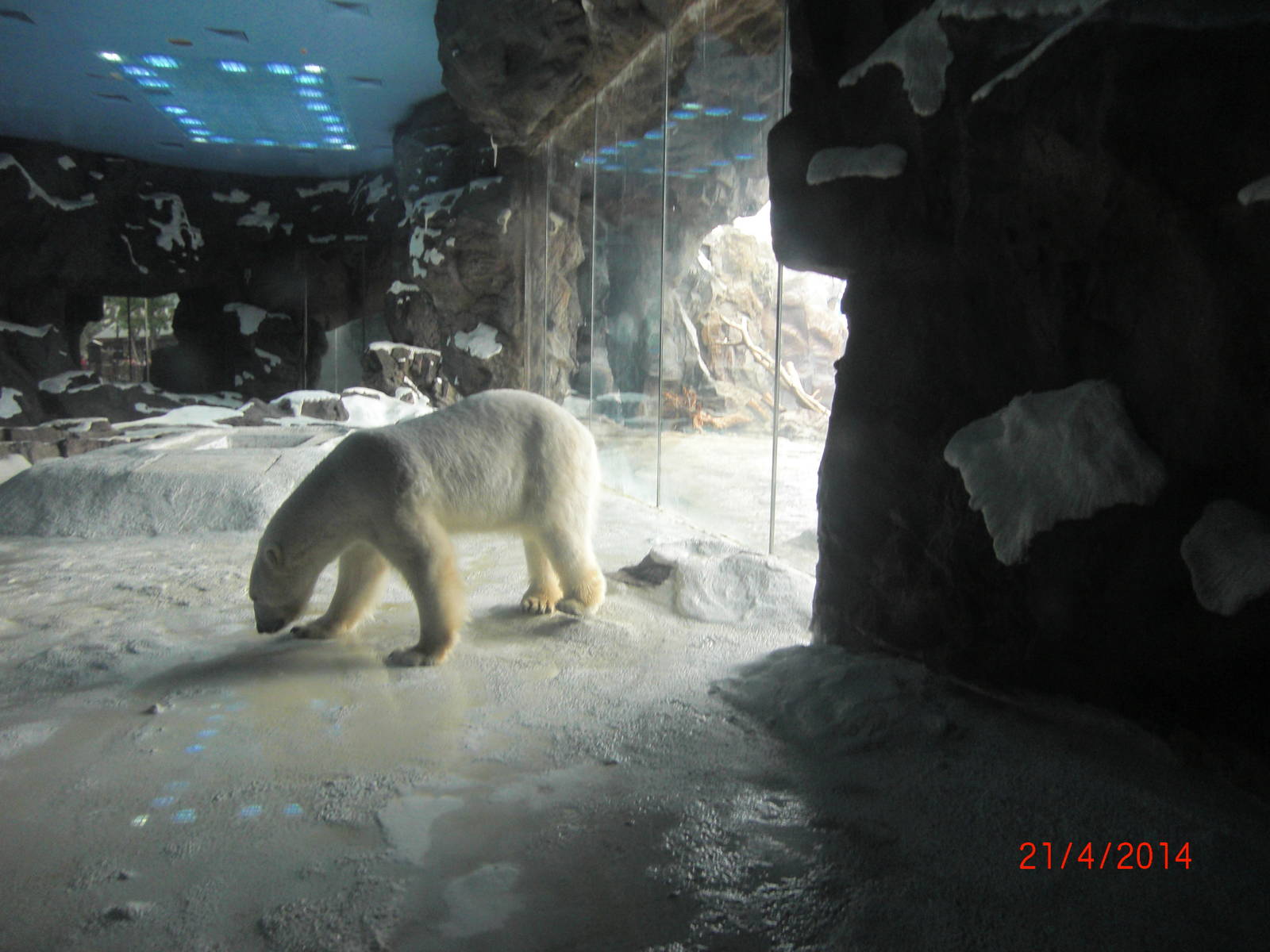 chimelong ocean world polar bear
