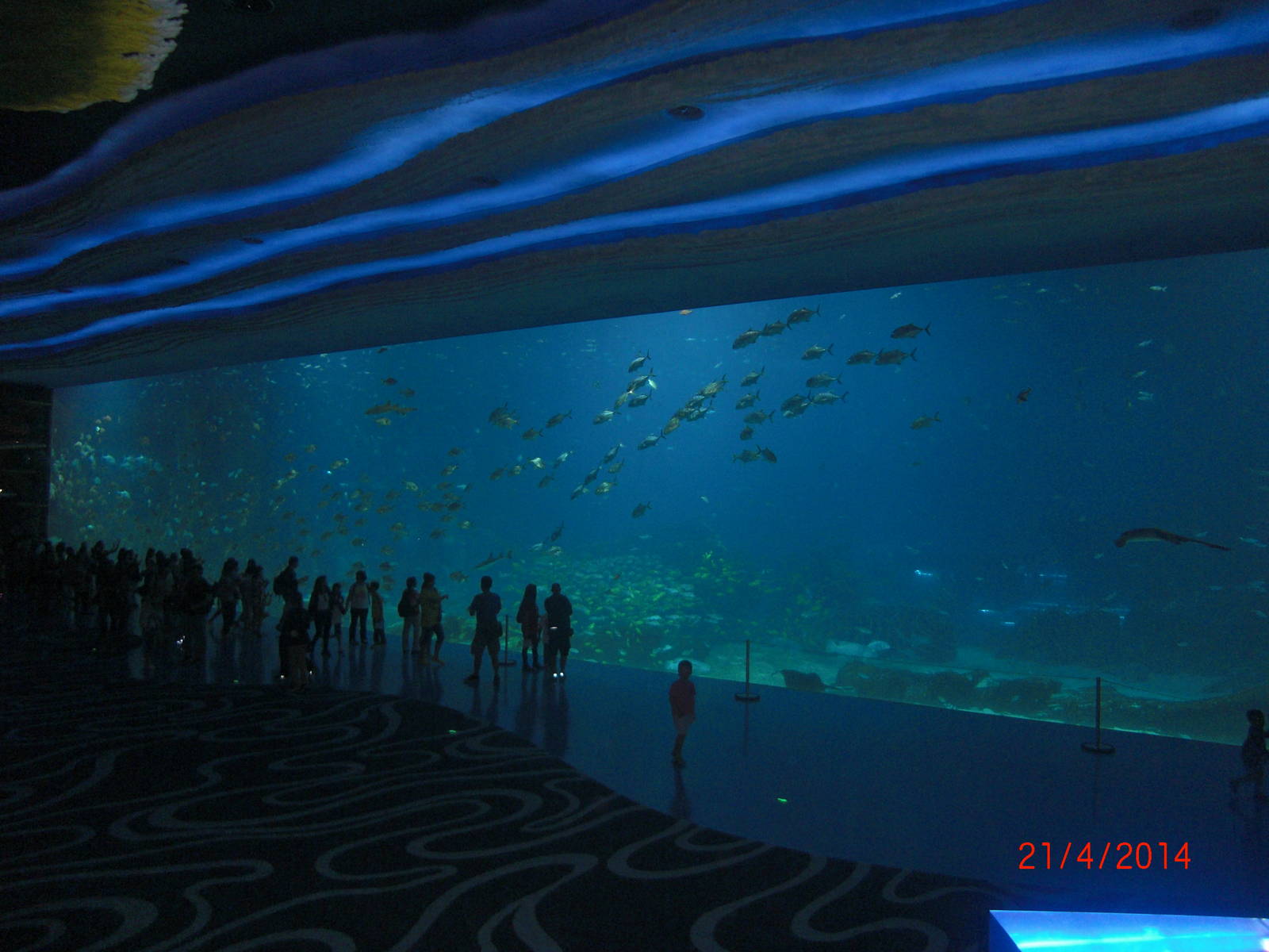 chimelong ocean world whale shark tank