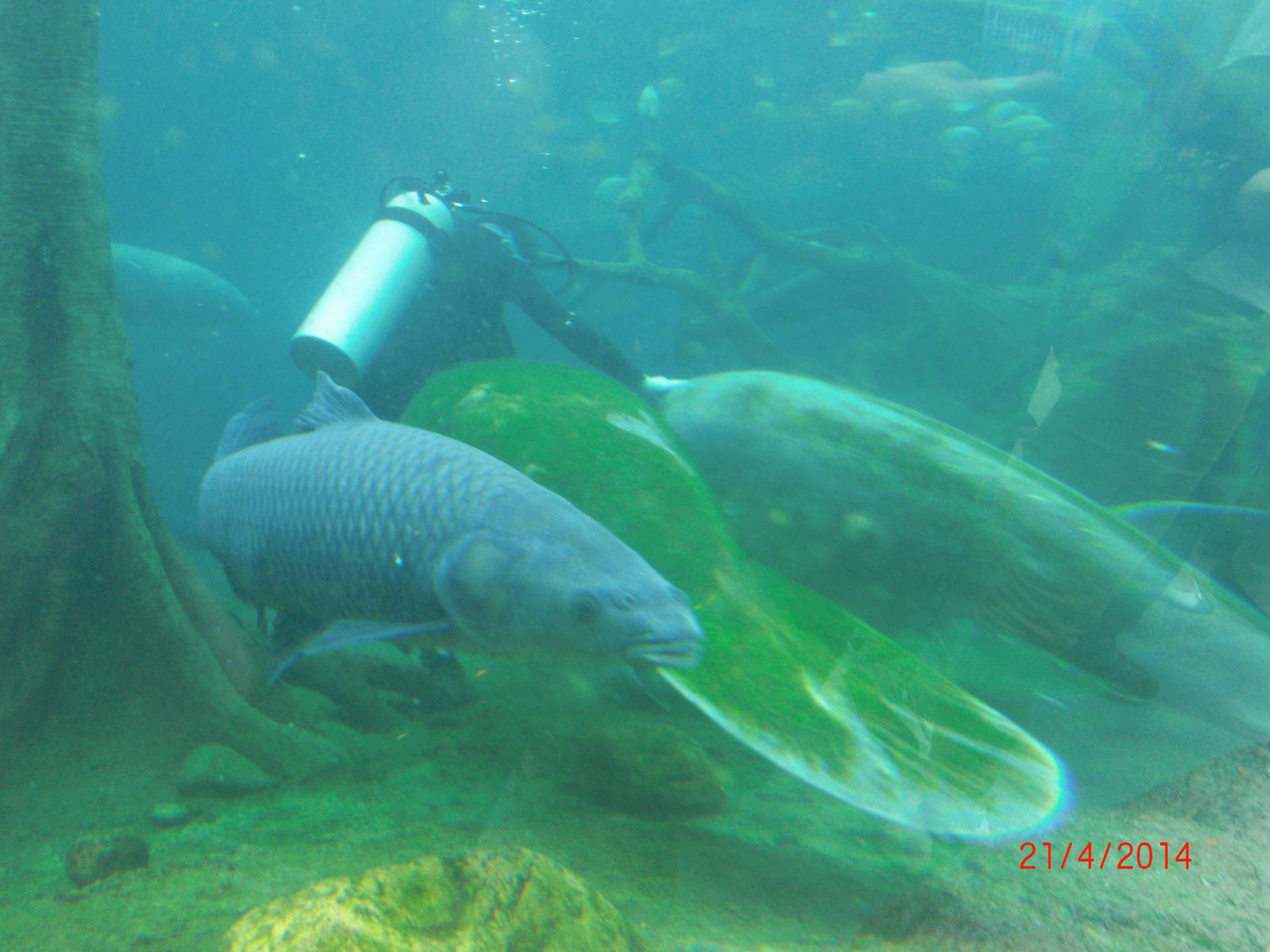 Chimelong ocean world