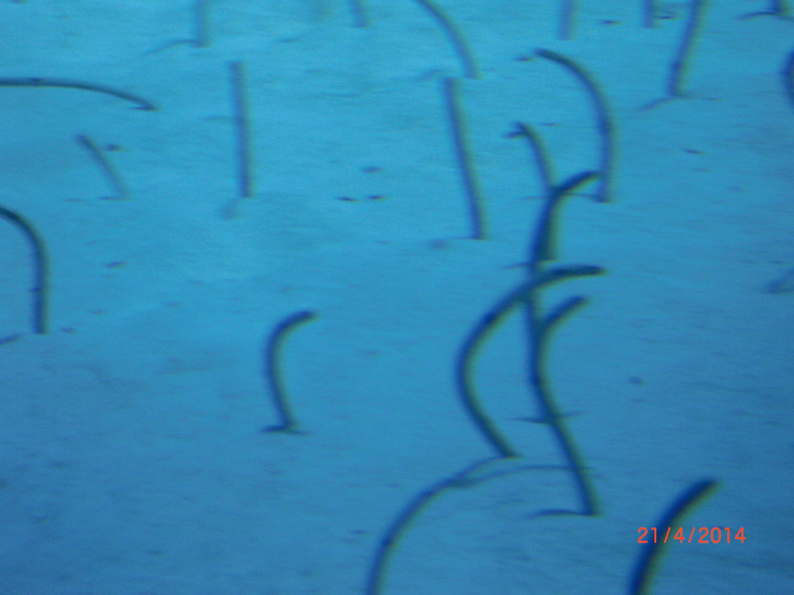 chimelong ocean world