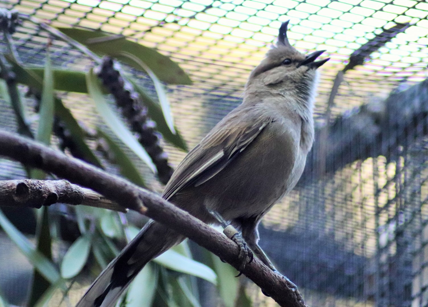Chiming Wedgebill (Psophodes occidentalis)