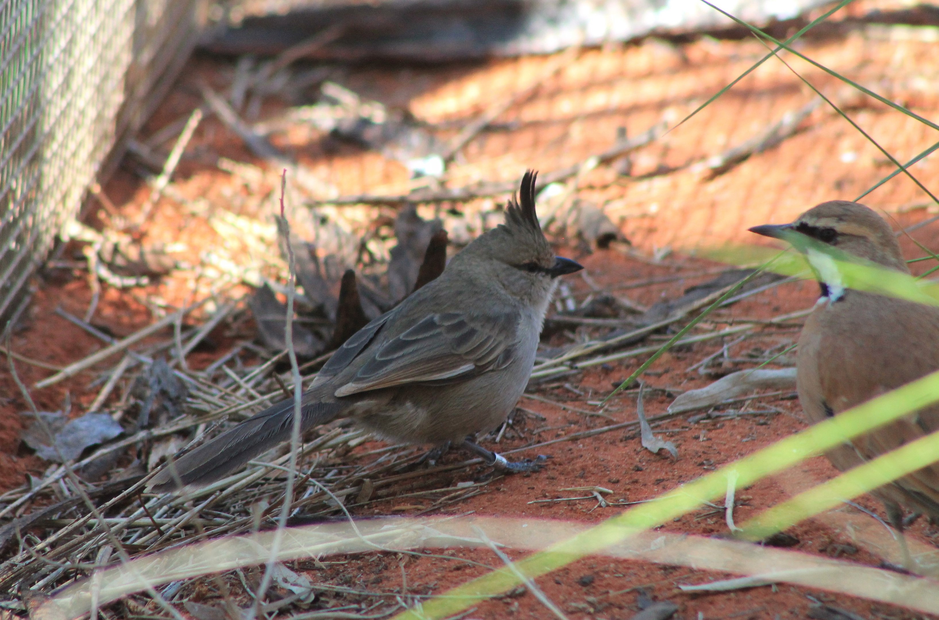 Chiming Wedgebill (Psophodes occidentalis)