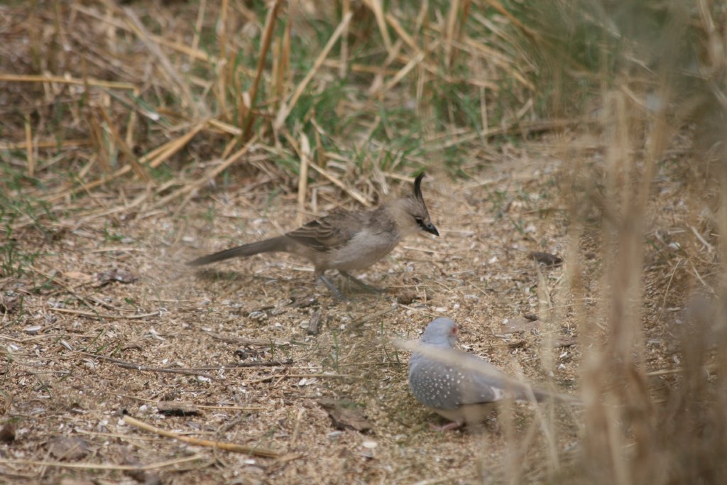 Chiming Wedgebill
