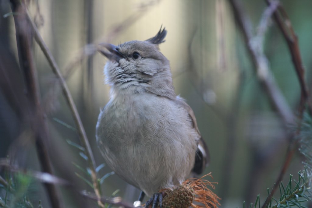 Chiming Wedgebill