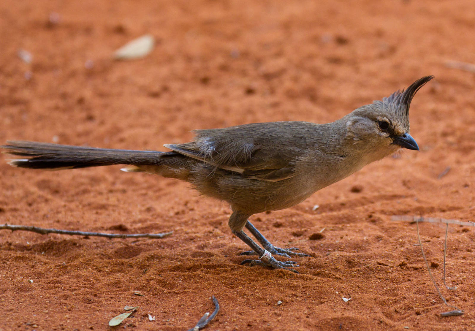 Chiming Wedgebill