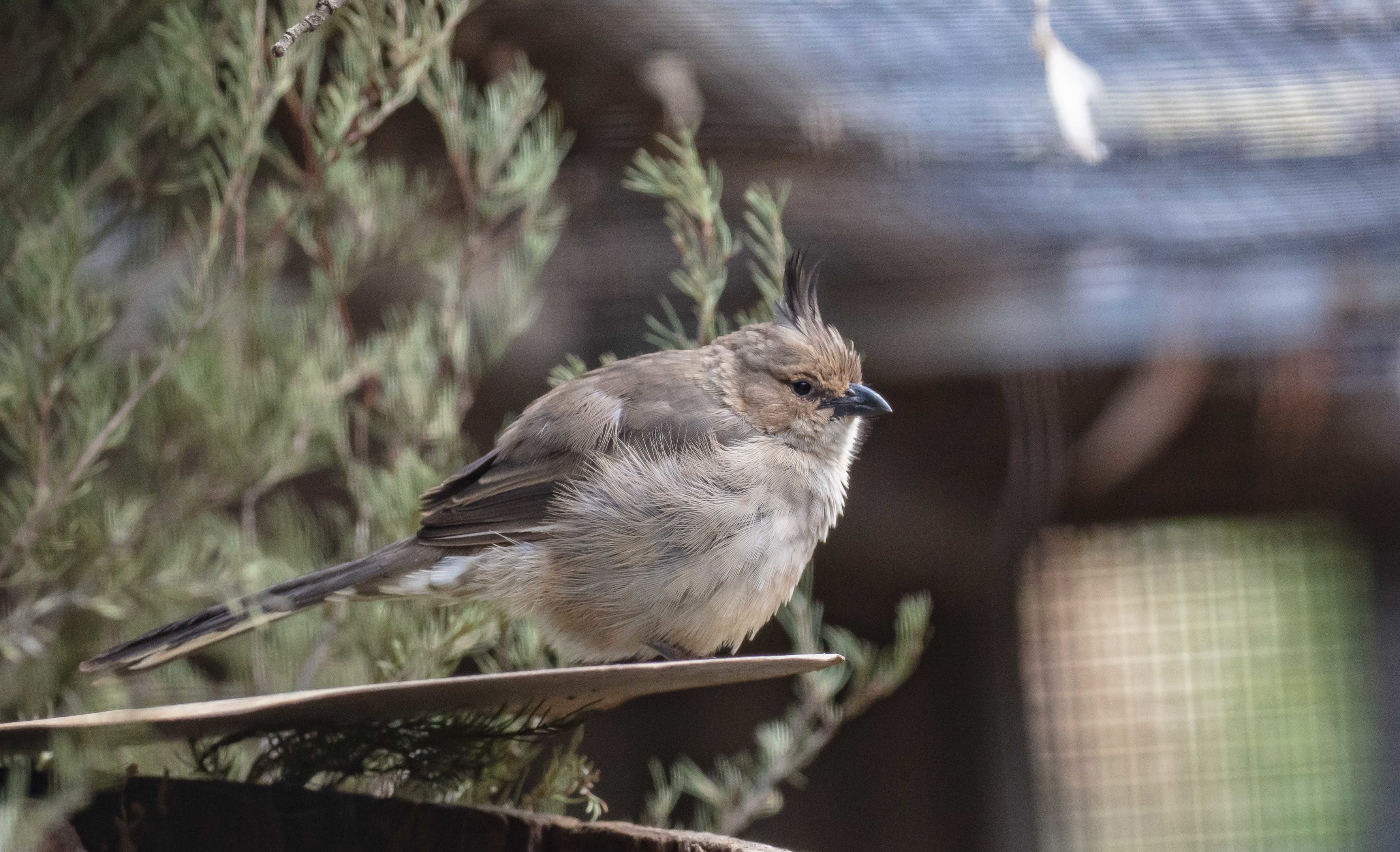 Chiming Wedgebill