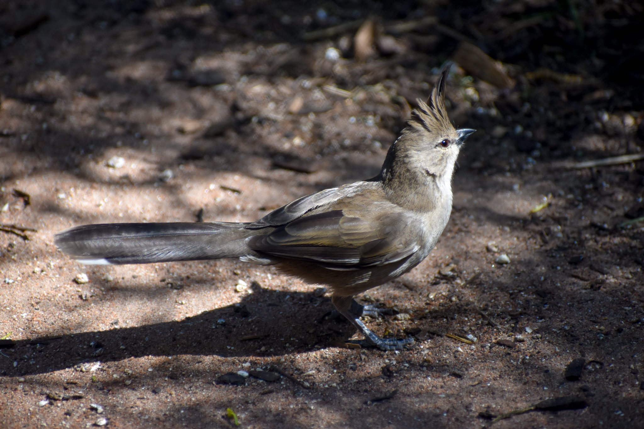 Chiming Wedgebill