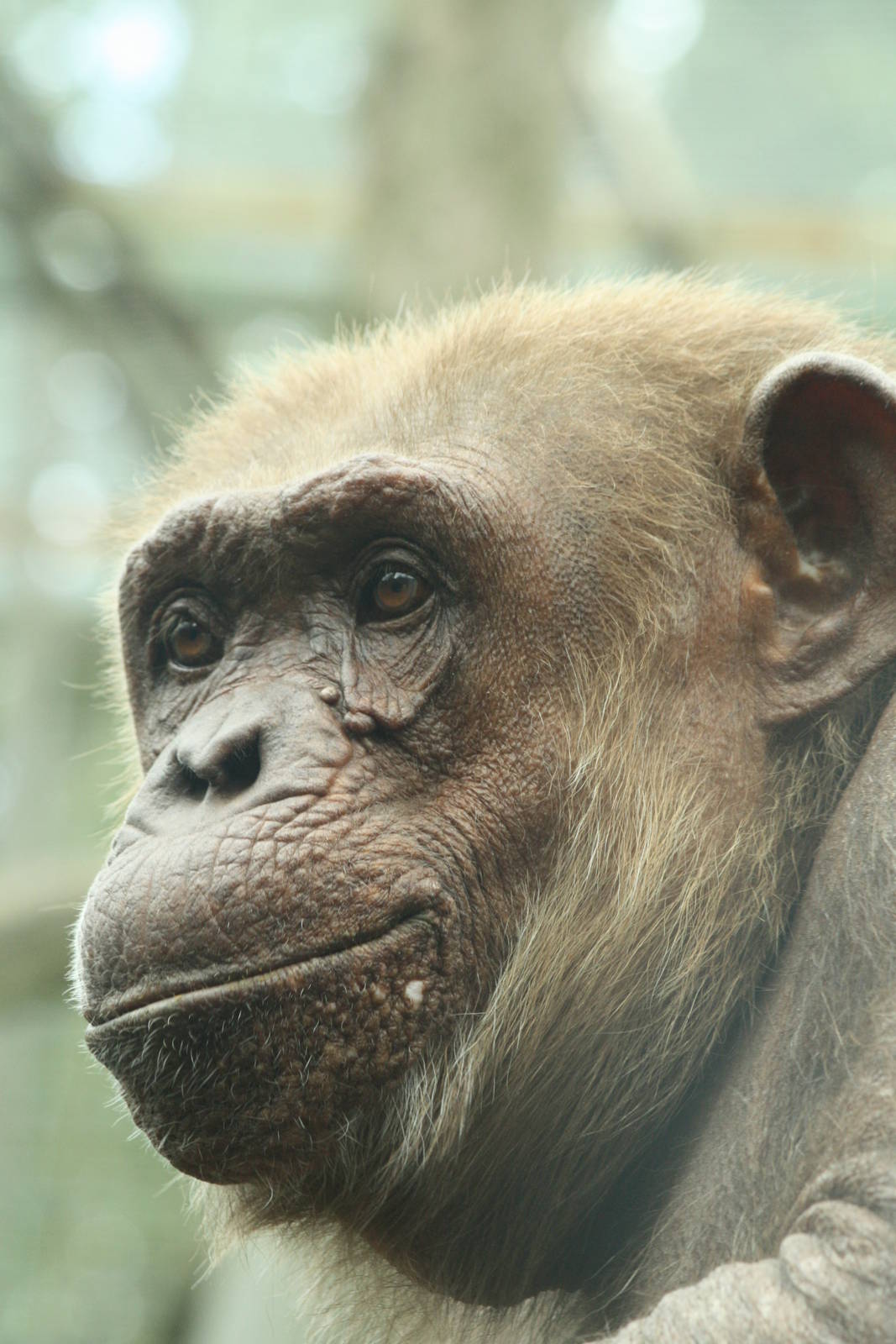 Chimp 24 August 2010