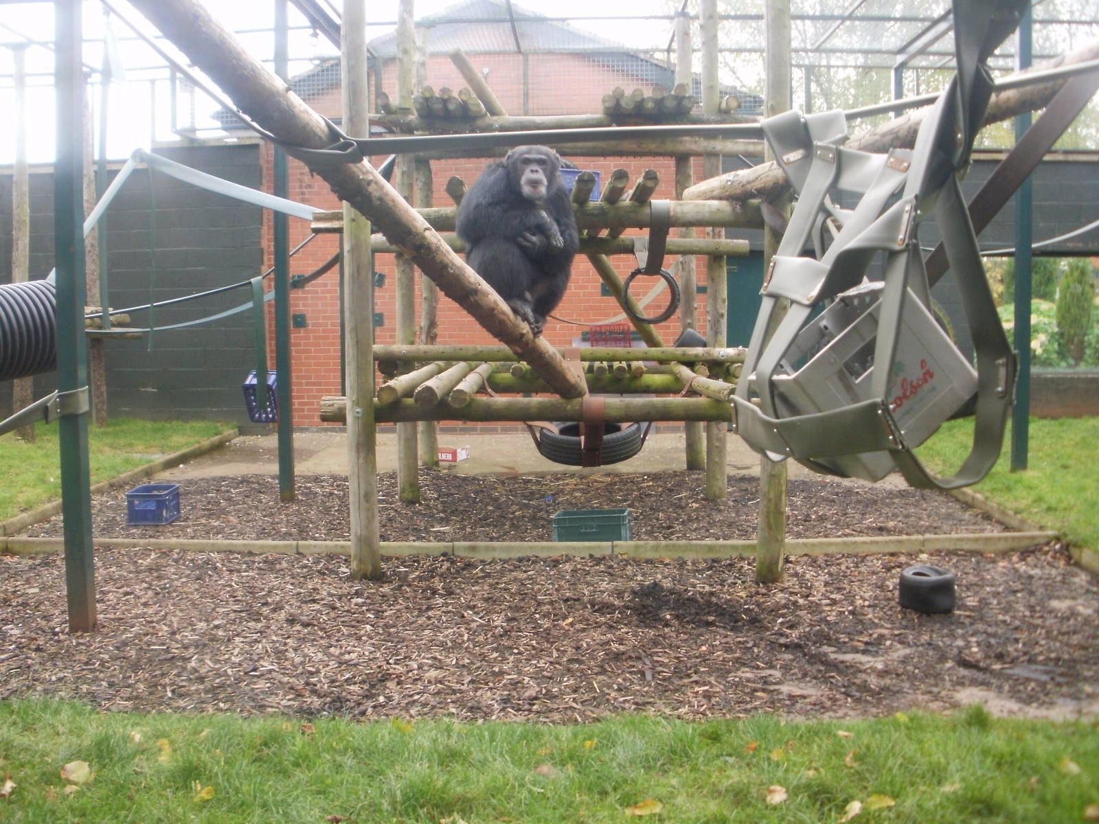 Chimp - 28.10.2010