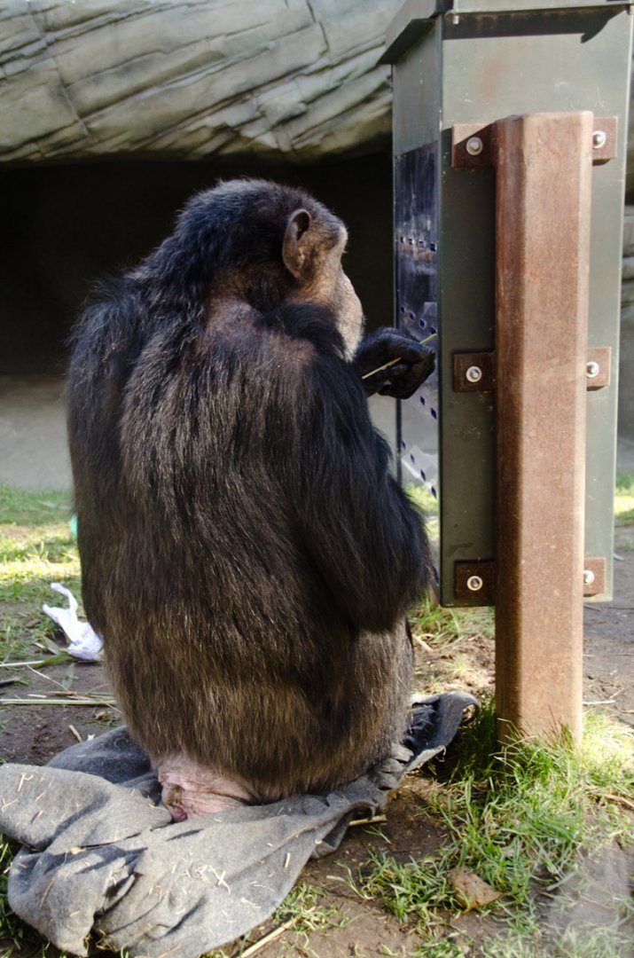 Chimp actually outside