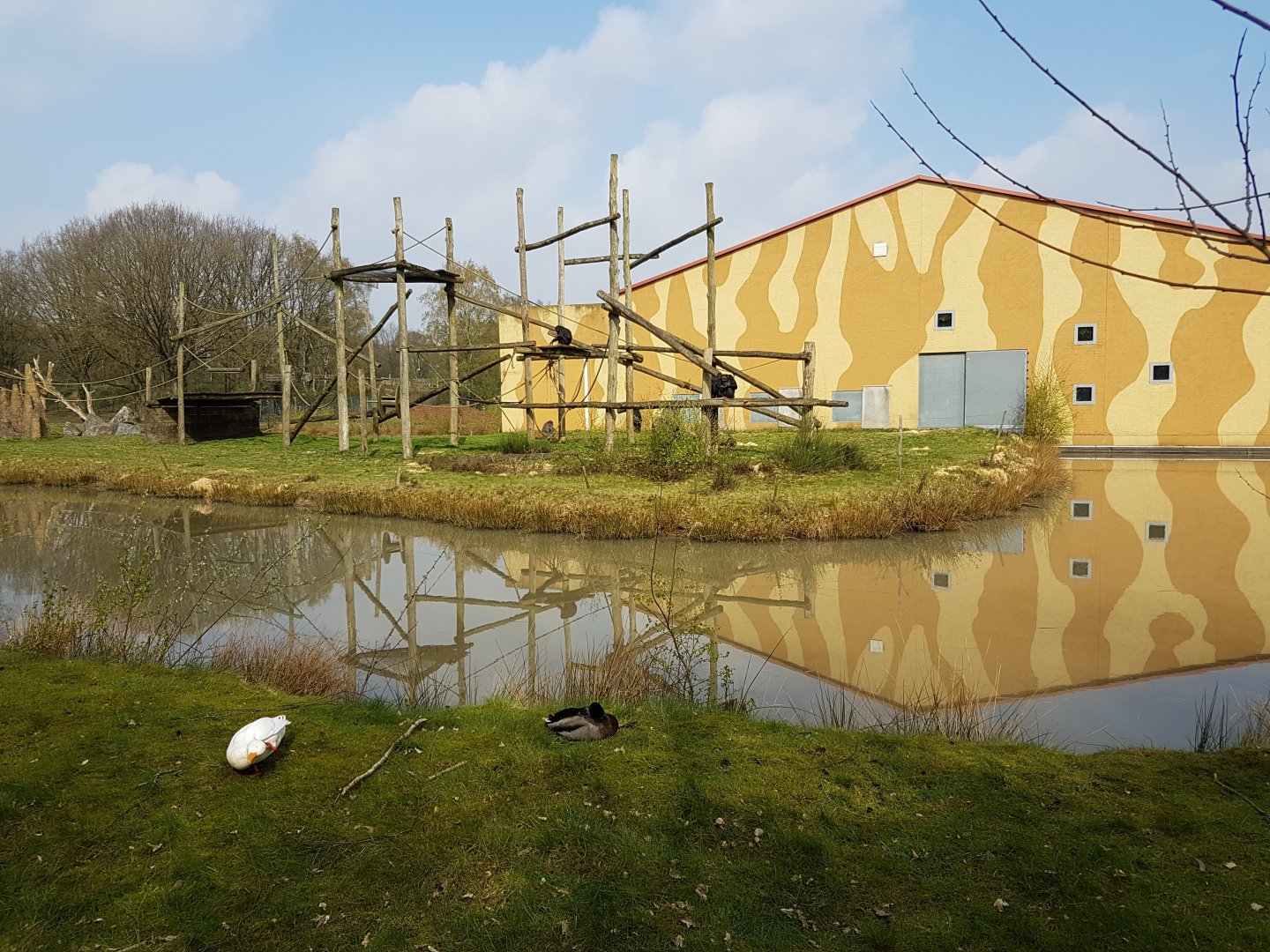 Chimp and Gorilla-building with outdoor chimp-enclosure