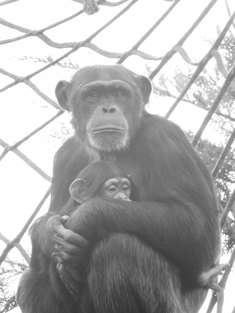 Chimp and infant