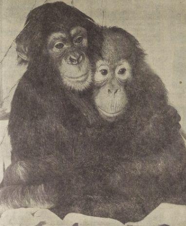 Chimp and Orangutan