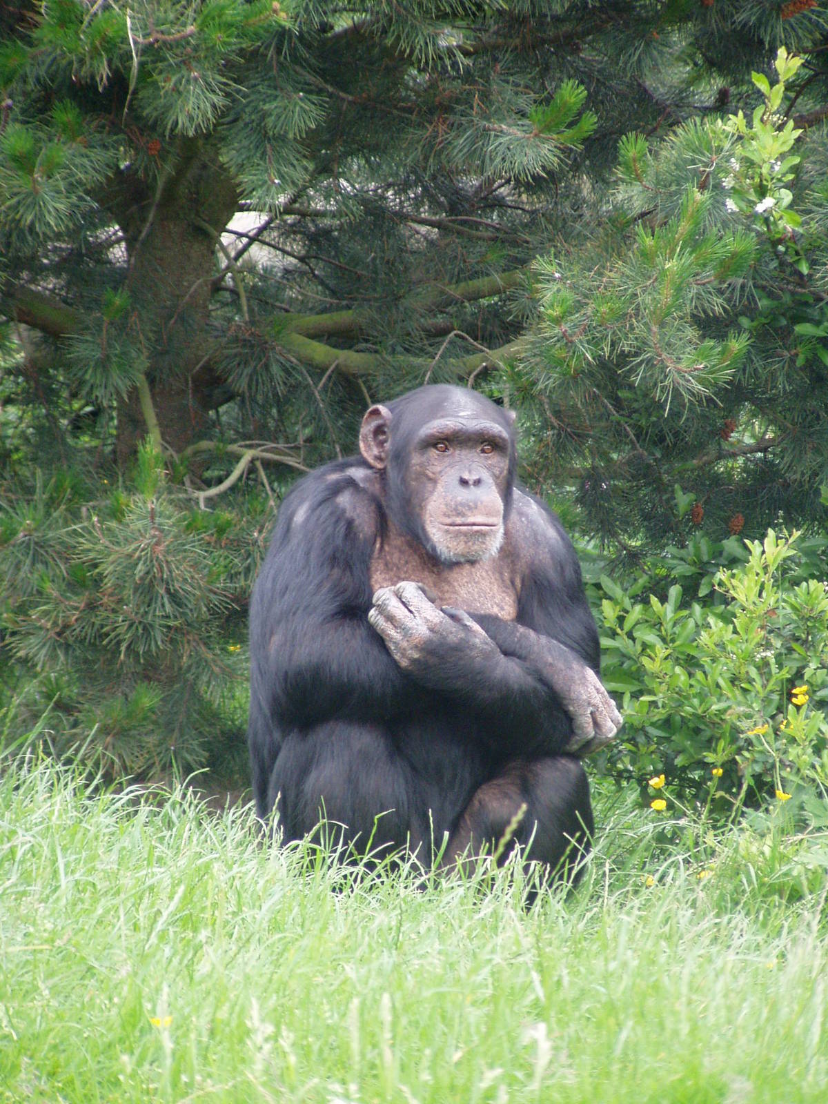 Chimp at Chester