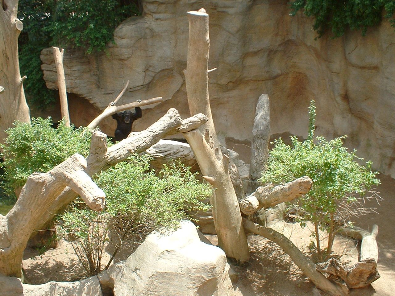 Chimp at Fuengirola Zoo, 30 April 2009