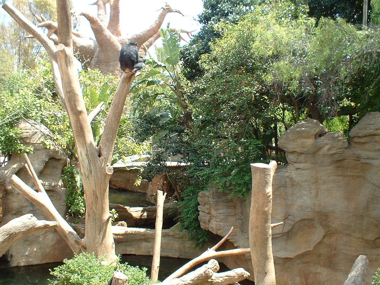 Chimp at Fuengirola Zoo, 30 April 2009