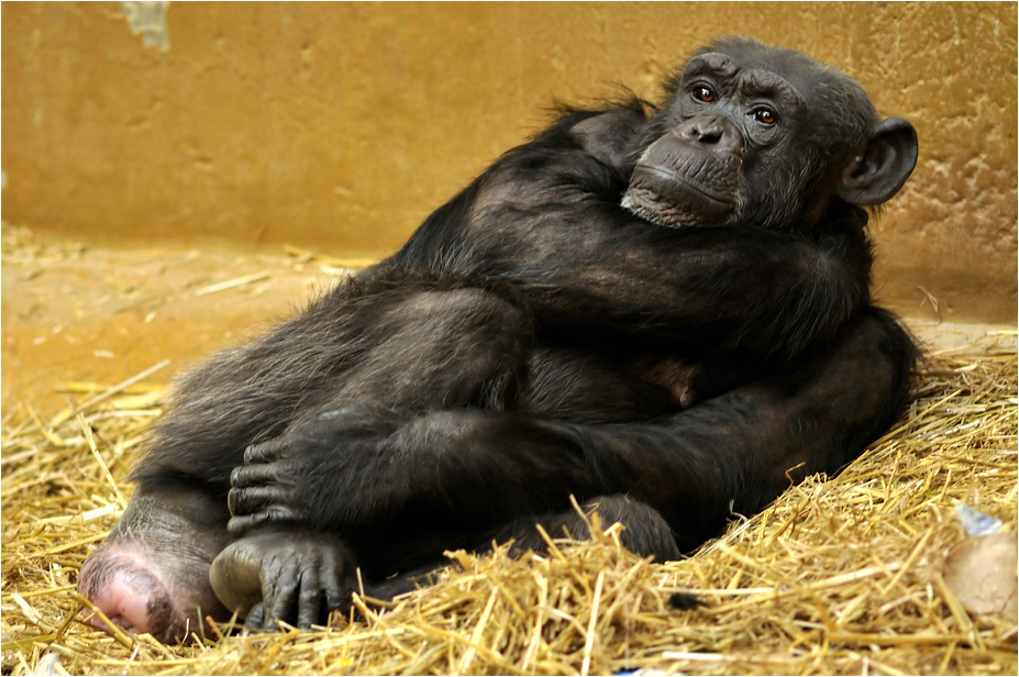 Chimp at Hannover Zoo