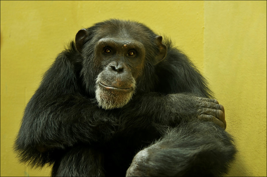 Chimp at Heidelberg zoo